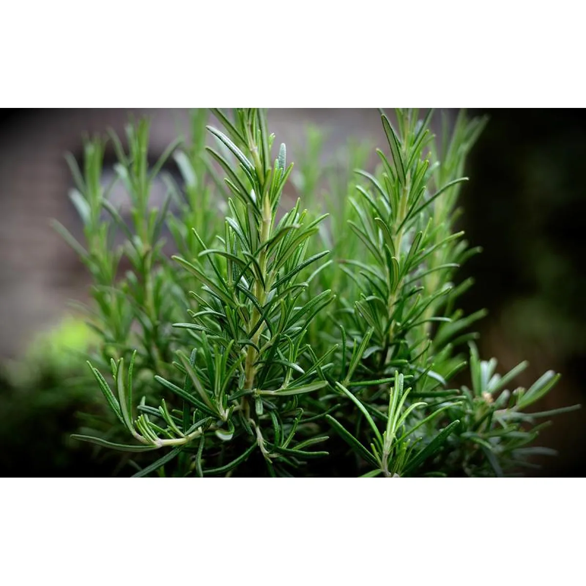 Rosemary Leaves