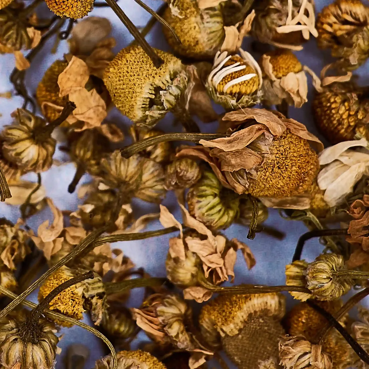 Chamomile Flowers